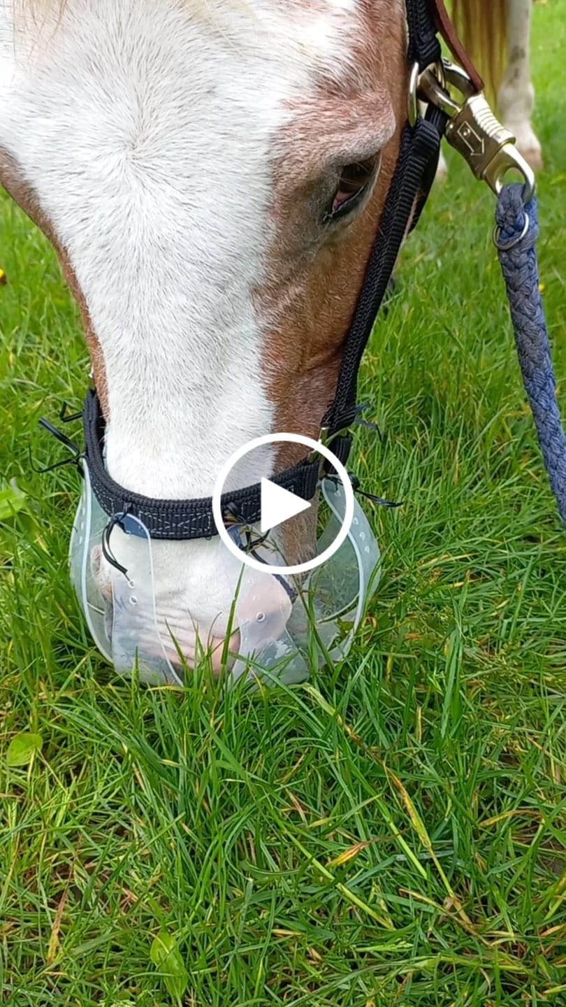 Customer video review of ThinLine Halfter für Flexible Fressbremse