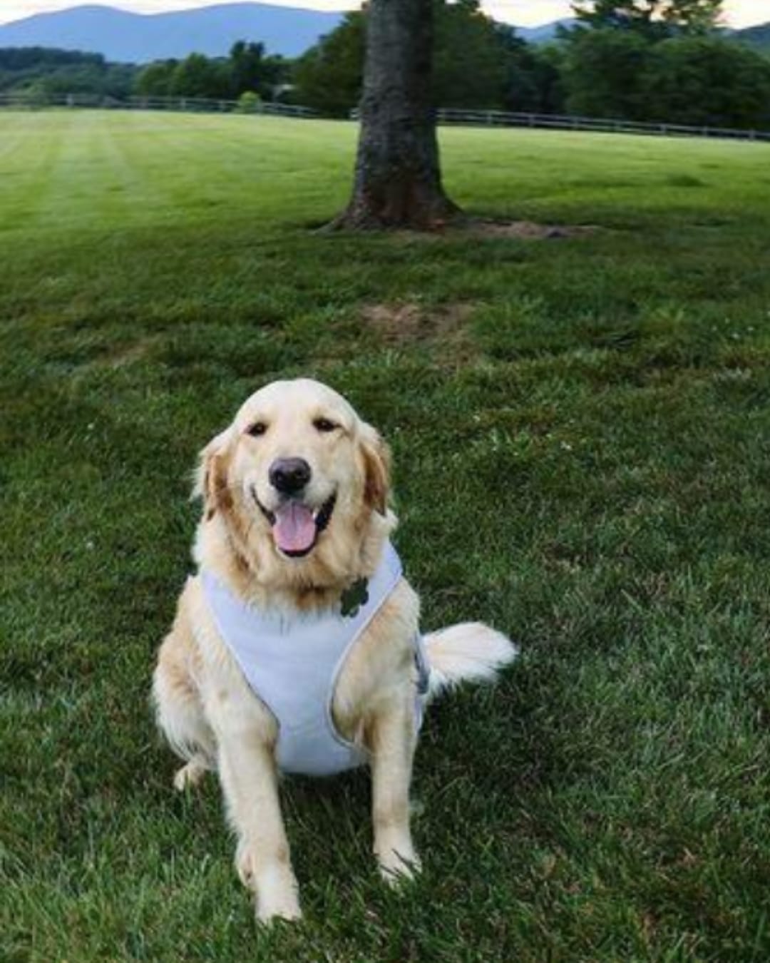 Customer photo review of Dog Cooling Vest