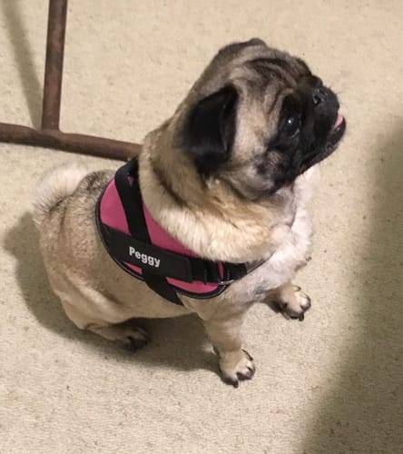Customer photo review of No Pull Dog Harness Australia-60% Off Today