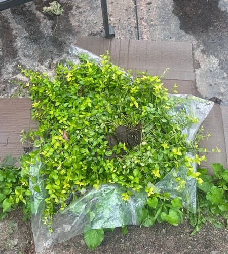 Customer photo review of Creeping Myrtle Vinca