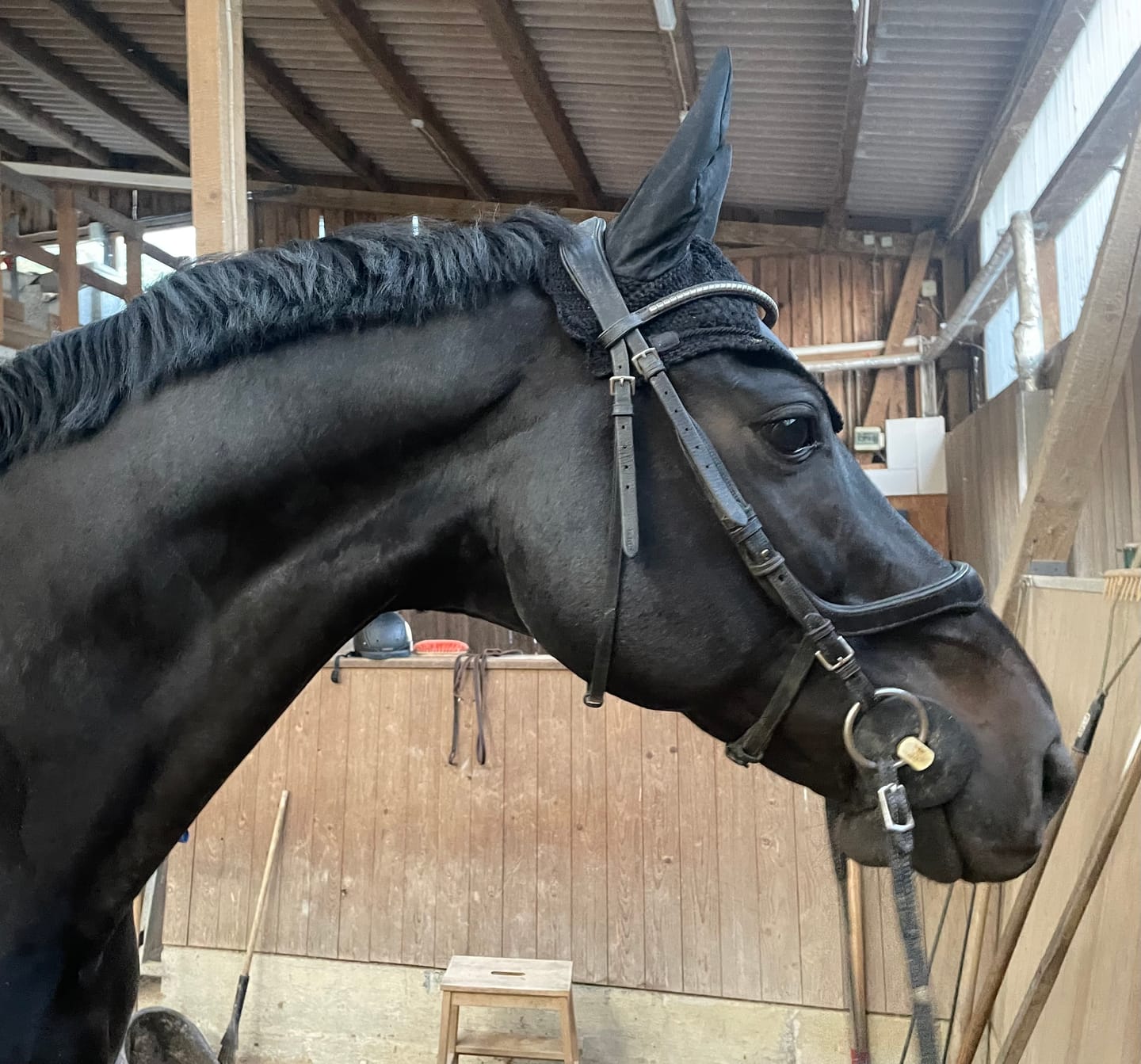 Customer photo review of Kristallkraft Brave Horse