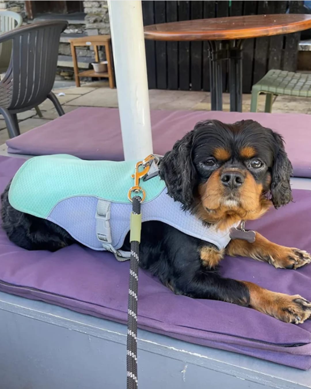 Customer photo review of Dog Cooling Vest