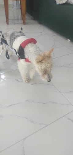 Customer photo review of Dog Wheelchair - for Small Dogs