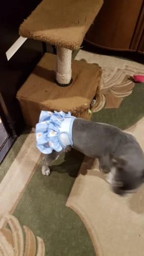 Customer photo review of Reusable Female Dog Diaper