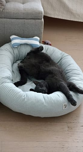 Customer photo review of Cuccia Tonda Cotone Righe Azzurre