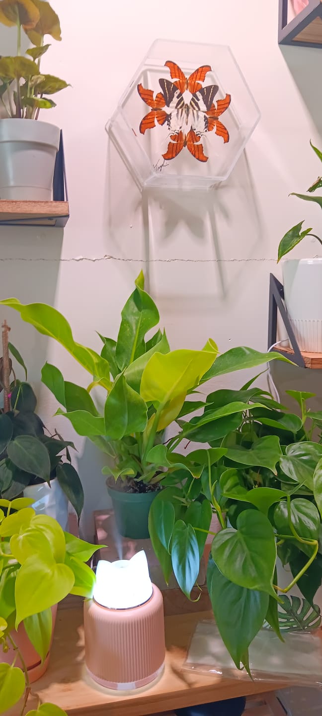 Customer photo review of Philodendron 'Moonlight'