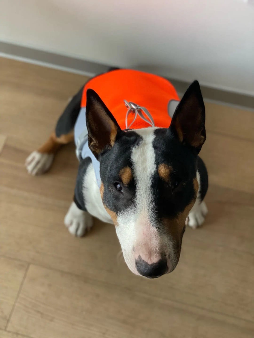 Customer photo review of Dog Cooling Vest