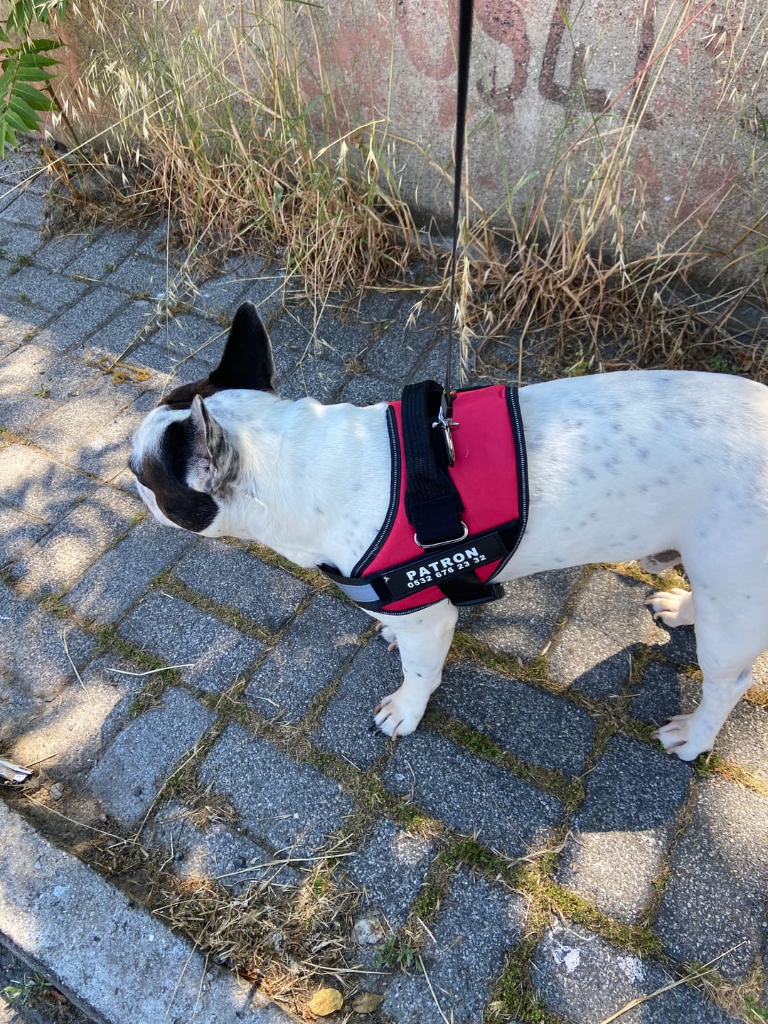 Customer photo review of MellowPurr Özelleştirilebilir No Pull Köpek Tasması