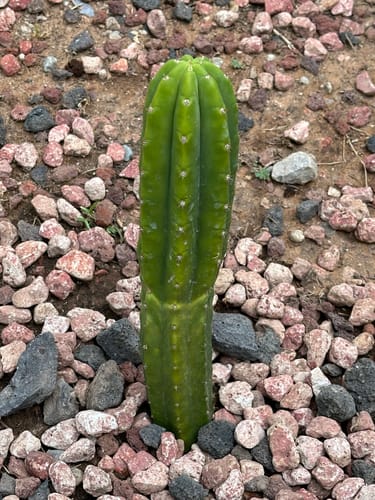 Customer photo review of New Zealand San Pedro Cactus | Non-PC |  Echinopsis (Trichocereus) pachanoi