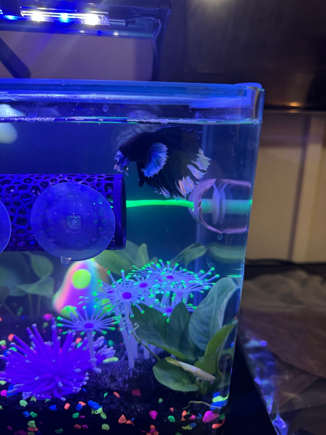 Customer photo review of Super Blue Halfmoon Male Betta Fish