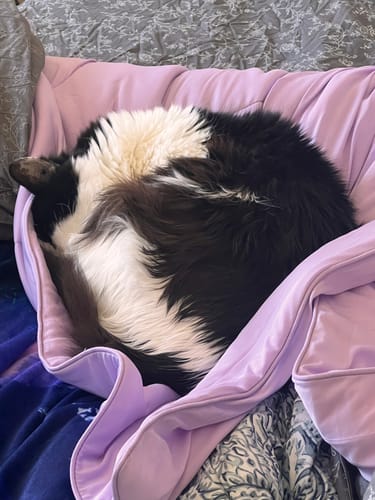 Customer photo review of The Ice Blanket