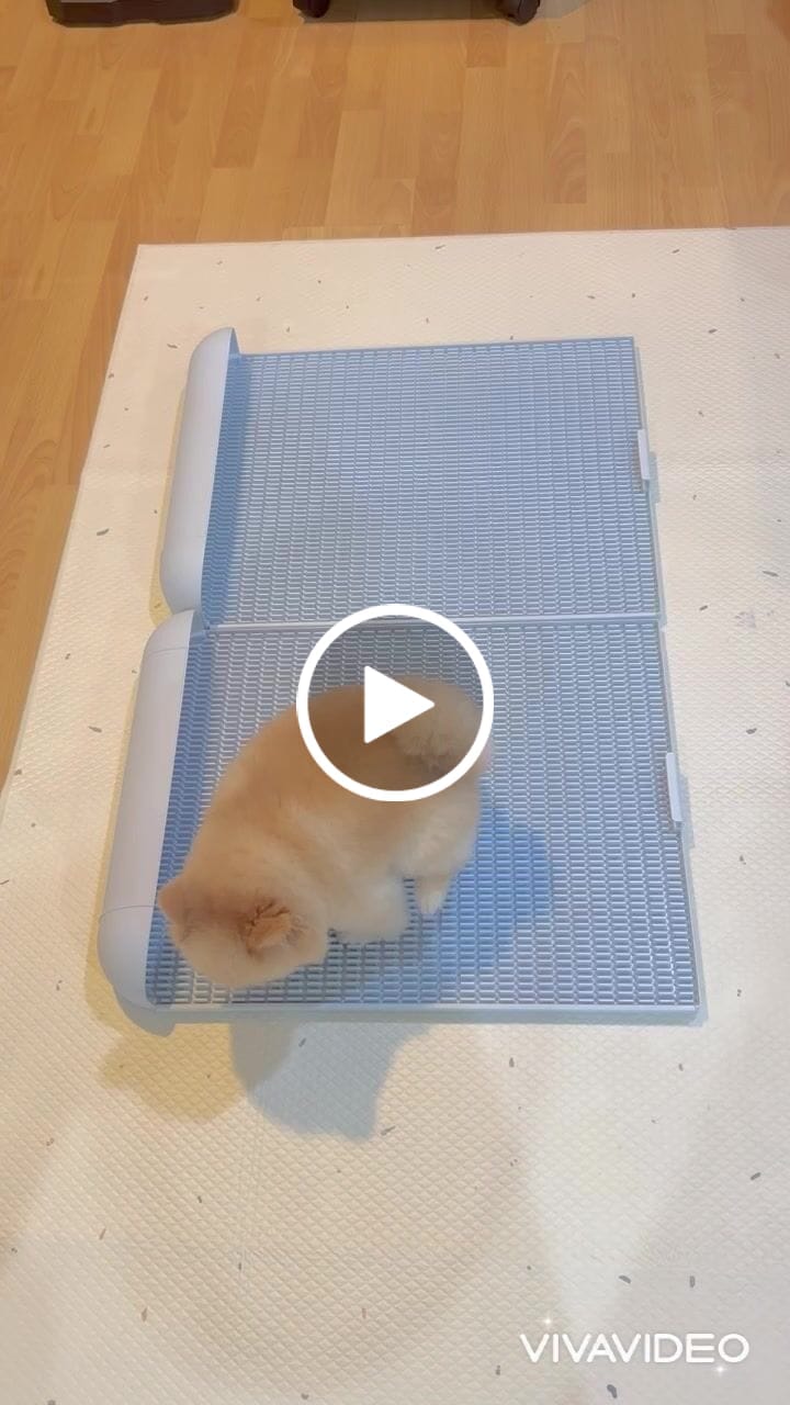 Customer video review of Extended Protrusion Potty Pad (Size L)