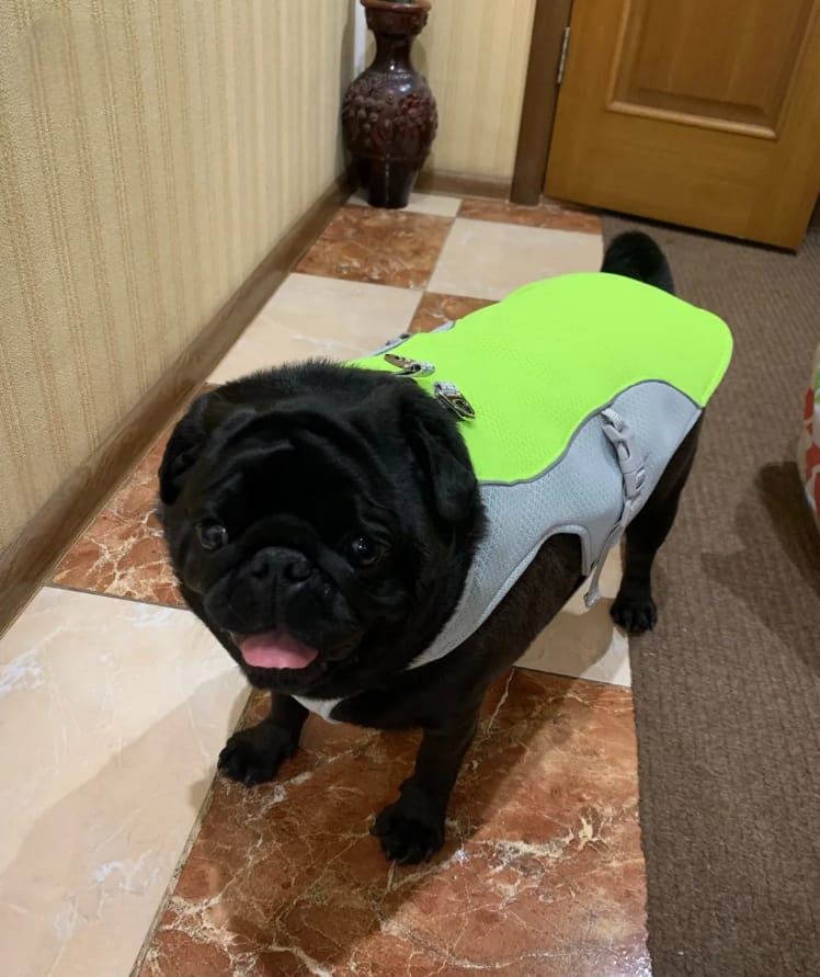 Customer photo review of Dog Cooling Vest