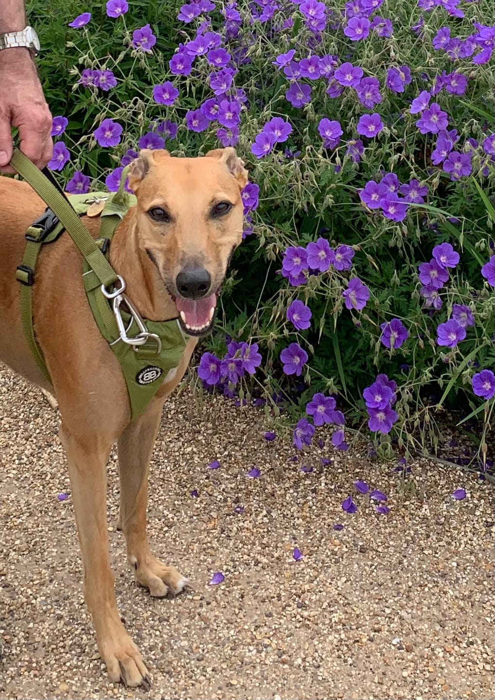 Customer photo review of Ladder Lead - Multiple Handles During Walks - Olive Green
