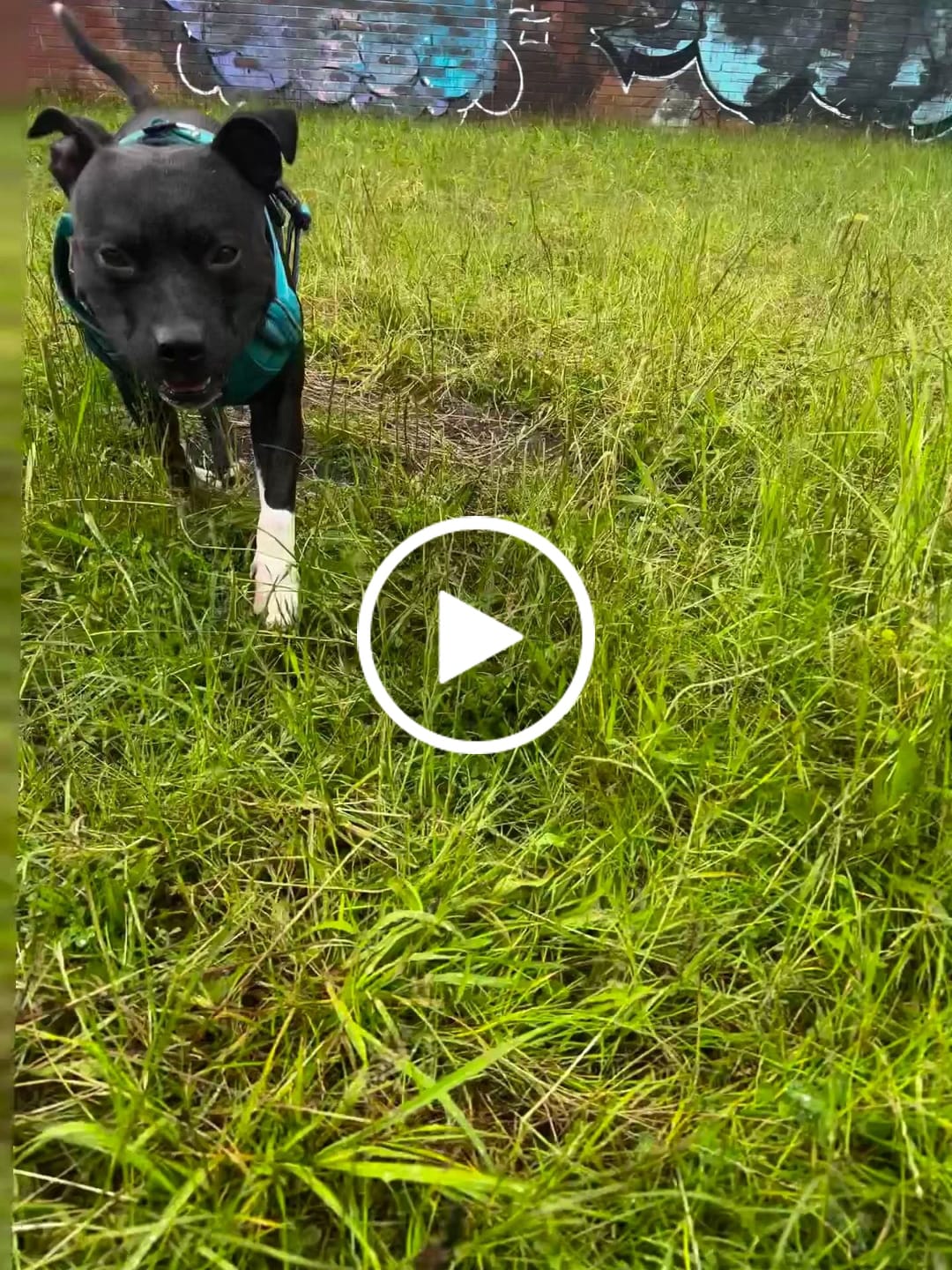Customer video review of Premium Comfort Harness | Non Restrictive & Adjustable - Light Blue