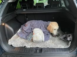 Customer photo review of Luxury Dog Drying Bag