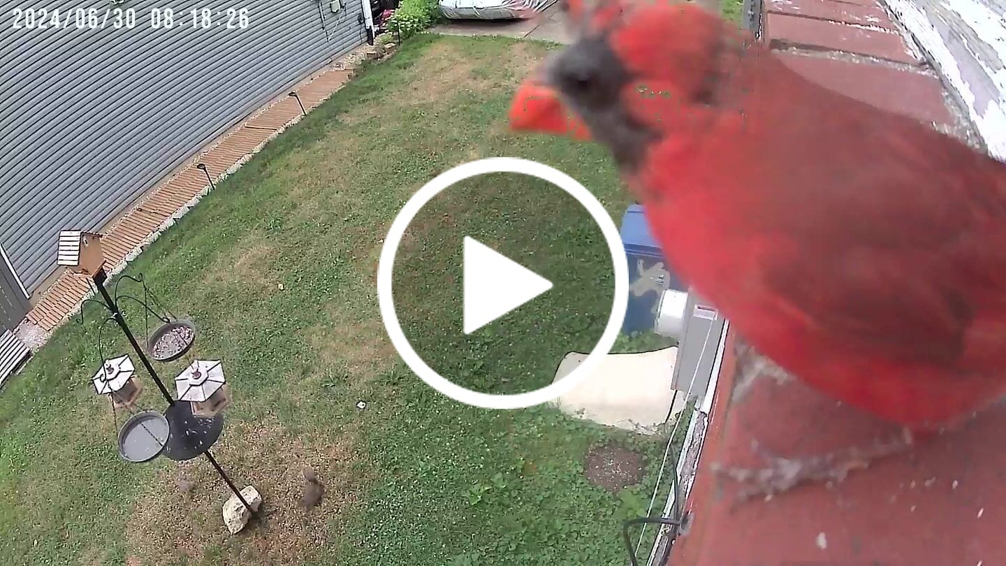 Customer video review of Cardinal Bird Seed Mix