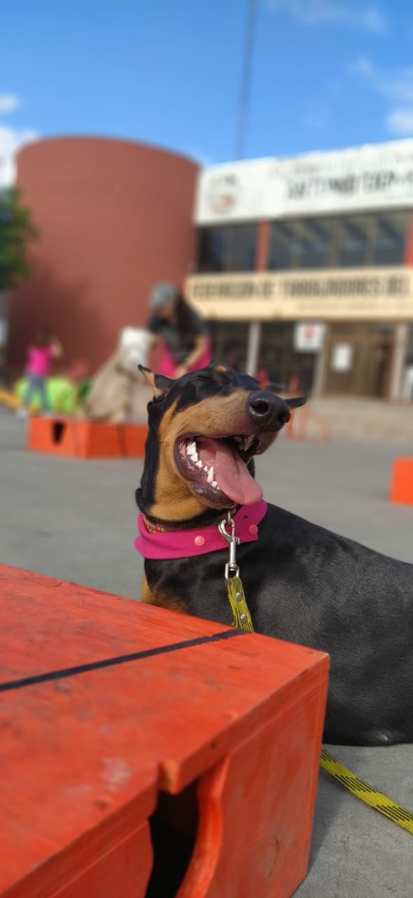 Customer photo review of Gut Morning I Probióticos para Mascota. Ayuda con la digestión