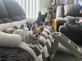 Customer photo review of Padded Furniture Protector