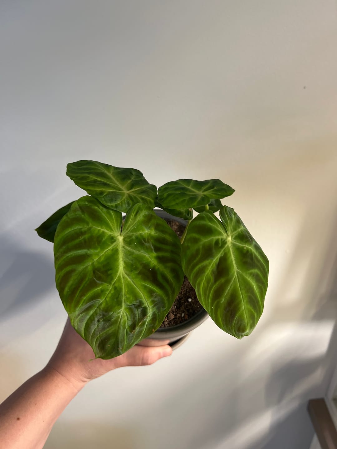 Customer photo review of Philodendron verrucosum