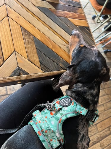 Customer photo review of Tough Trails™ Harness - Clemmie