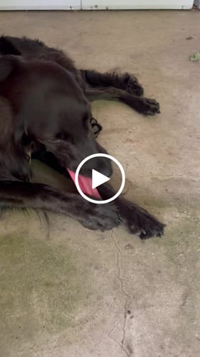 Customer video review of MIX FLAVORED CHEWS ( A PACK OF 4 STICKS )