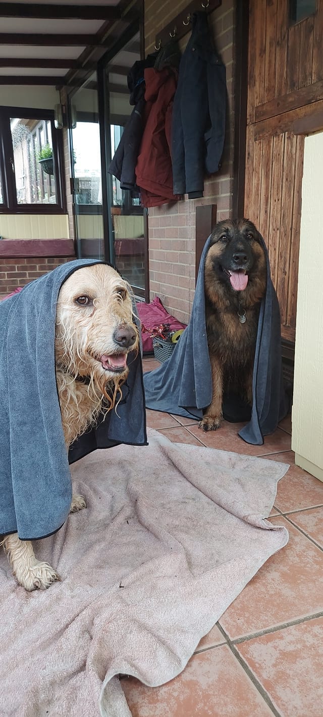 Customer photo review of Luxury Dog Towel