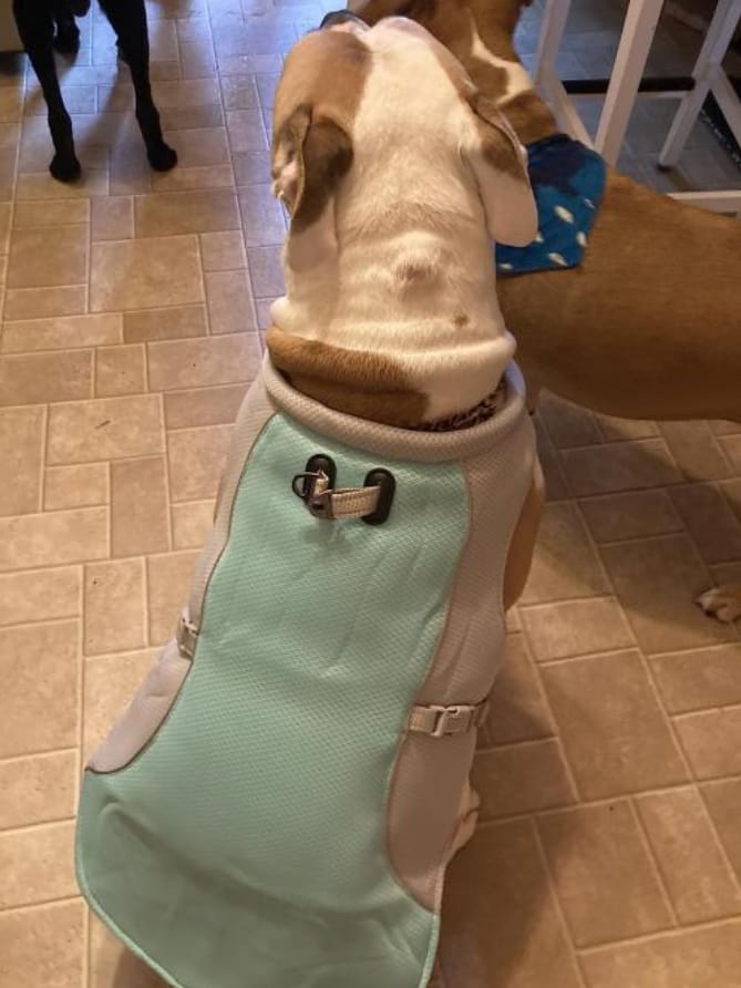 Customer photo review of Dog Cooling Vest