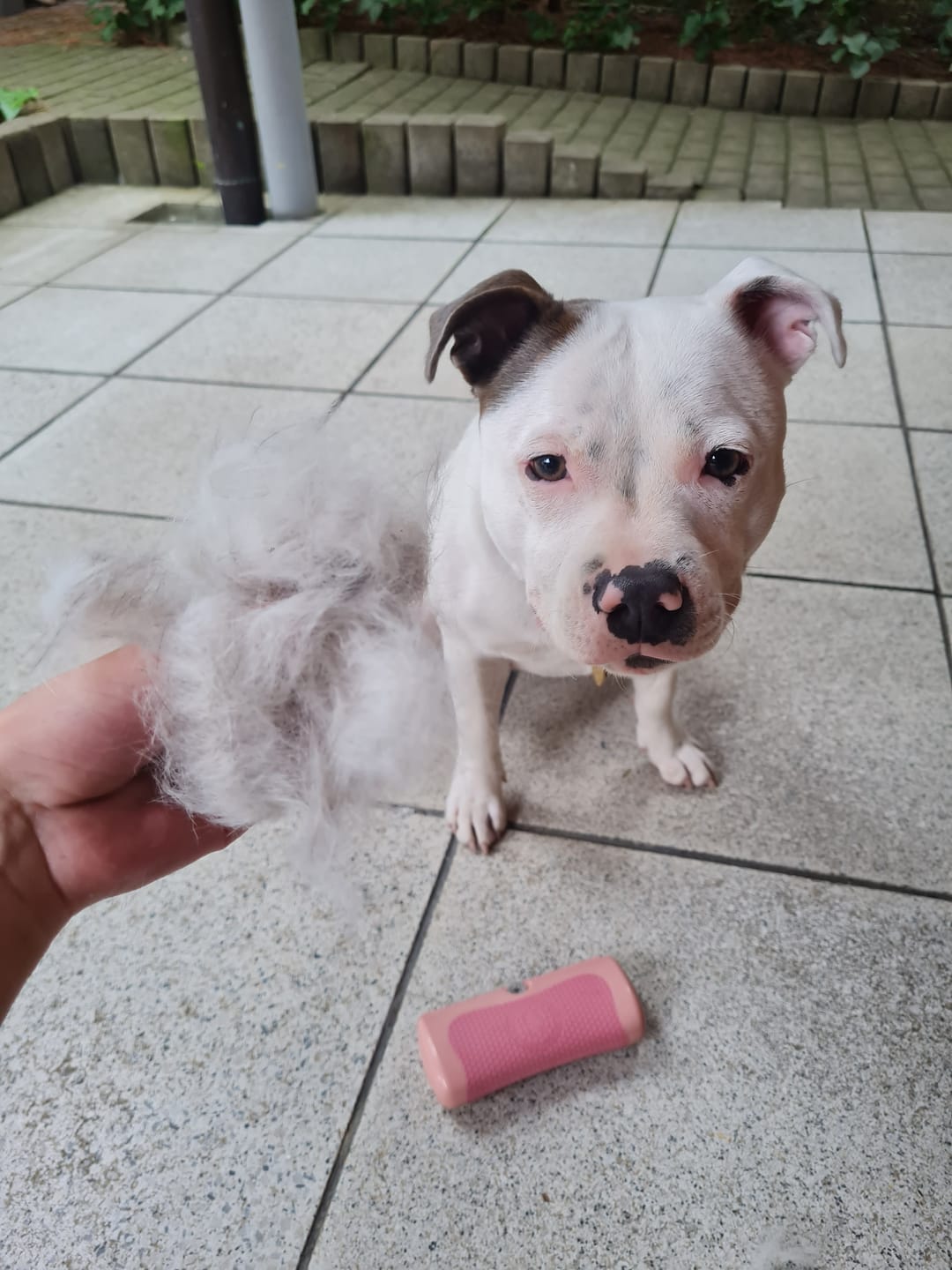Customer photo review of BullyBillows Complete Animal Deshedding Kit - Pink