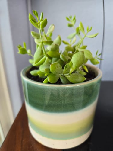 Customer photo review of Cliff Cotyledon | Cotyledon Pendens