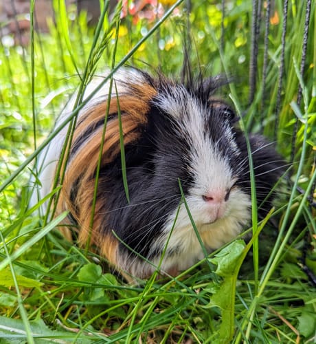 Customer photo review of Meadow Hay Box