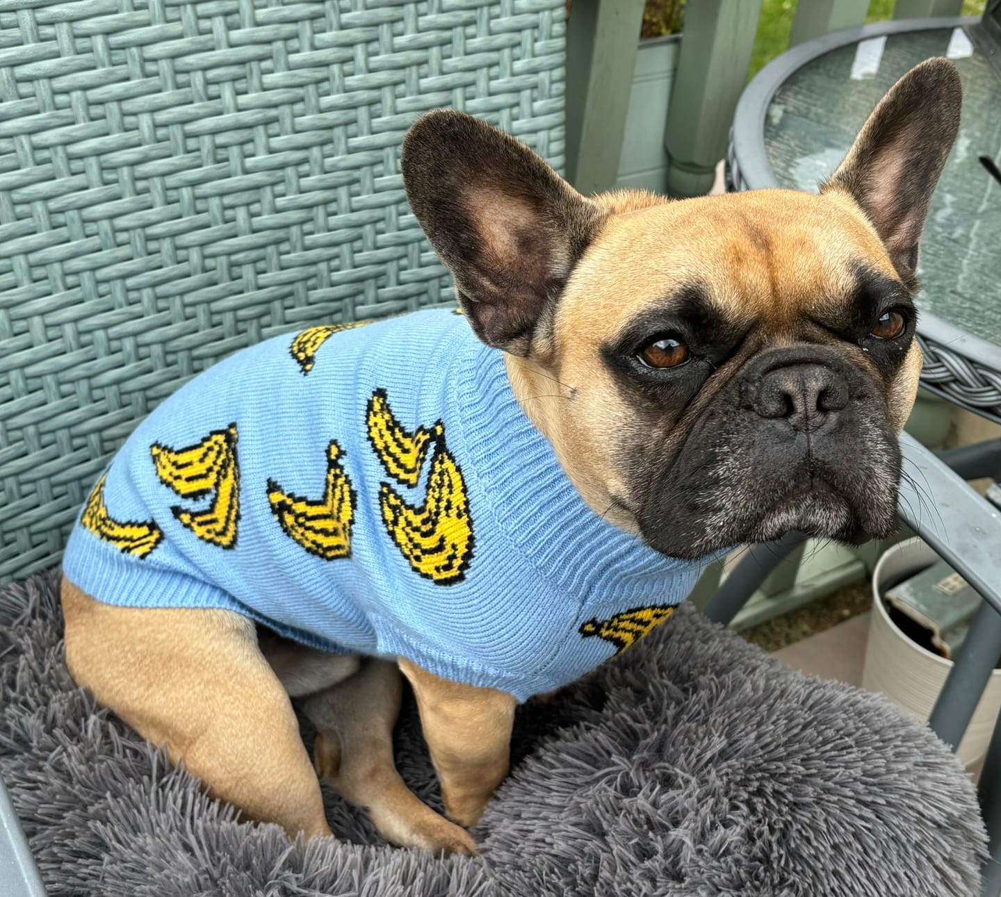Customer photo review of Banana Knit Dog Sweater