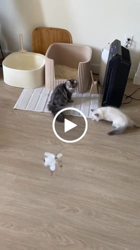 Customer video review of White Tutu Feather Teaser