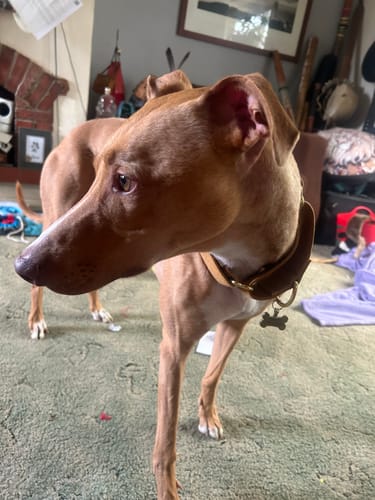 Customer photo review of Martingale Collars - Soft with Brass Fittings