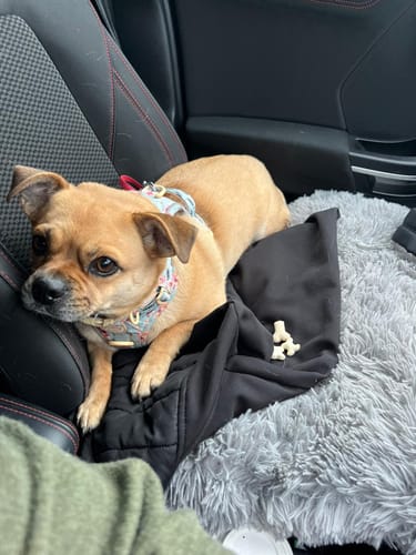 Customer photo review of Eeyore Vegan Leather Cross Body Bag