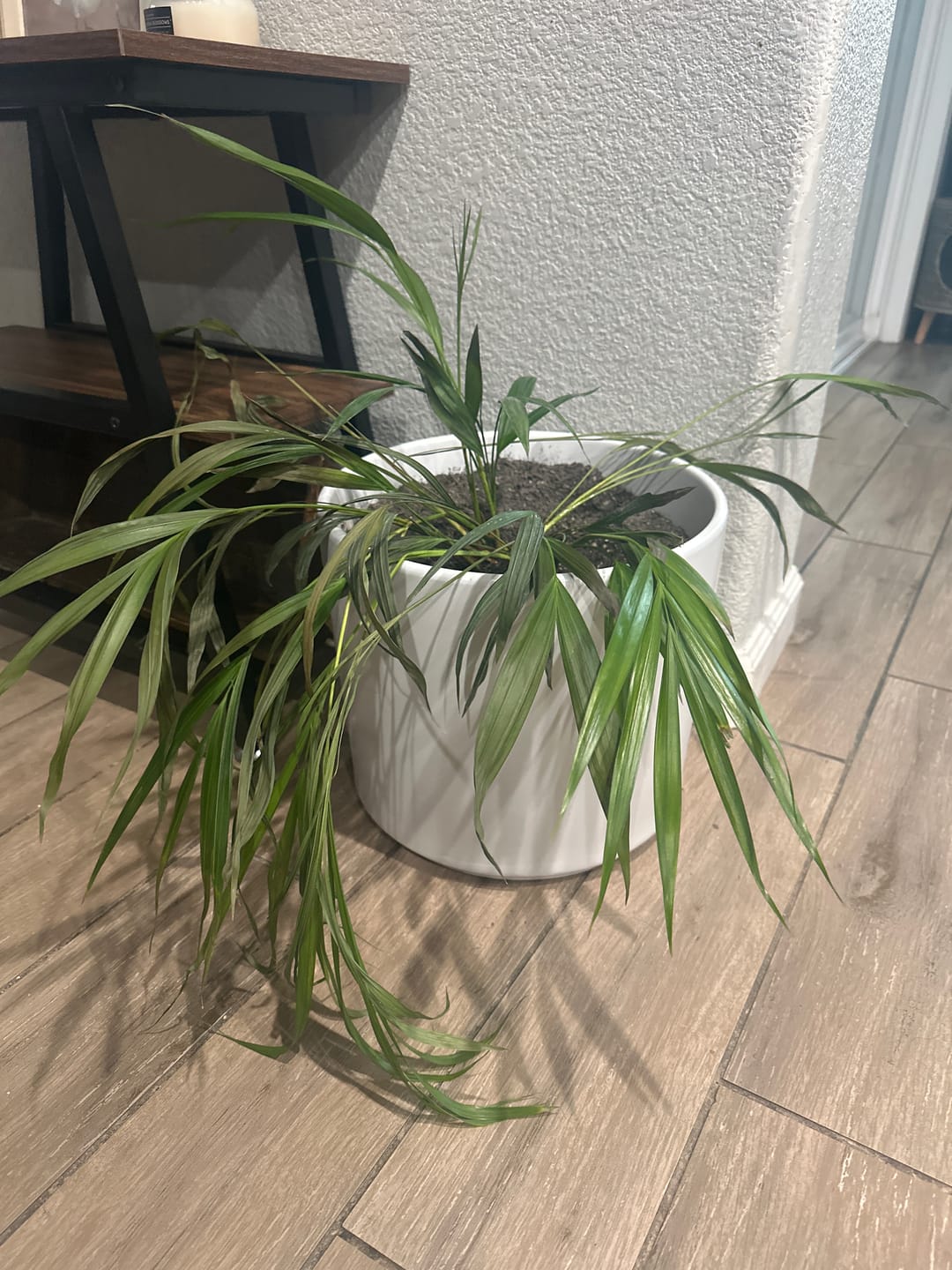 Customer photo review of Cat Palm, Live Tropical Plant Indoor