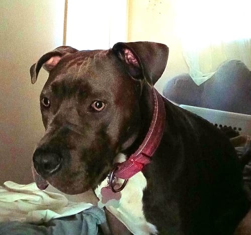 Customer photo review of Pink Bully Proof Collar