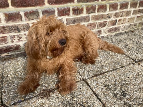 Customer photo review of Croquettes de volaille riches en ingrédients frais - Petite taille (chien adulte)