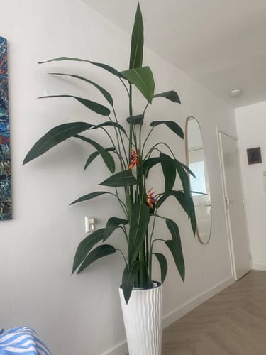 Customer photo review of Strelitzia Kunstplant Met Bloem 210cm