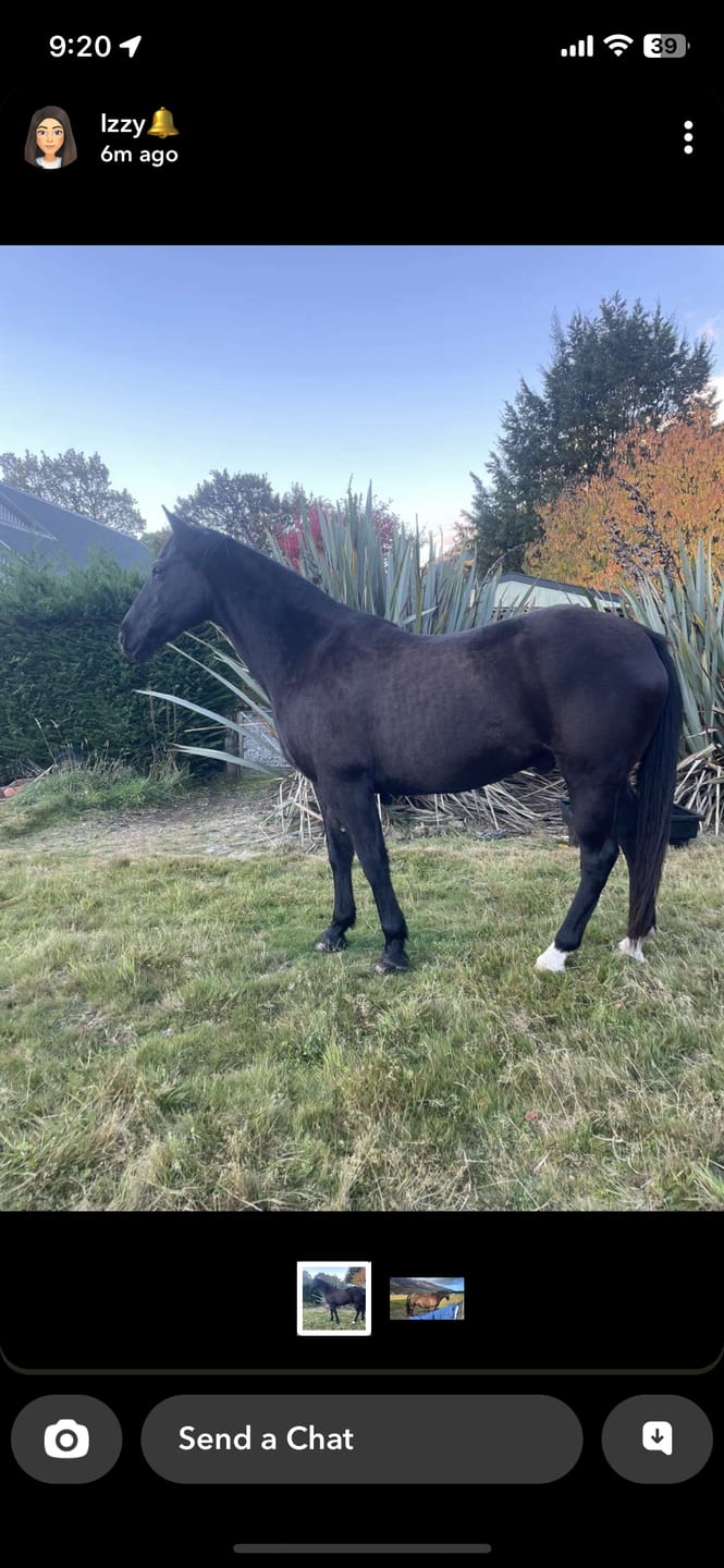 Customer photo review of EquiBind