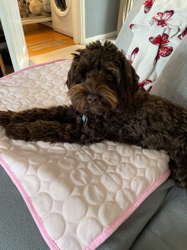Customer photo review of The Ultimate Cooling Pet Mat