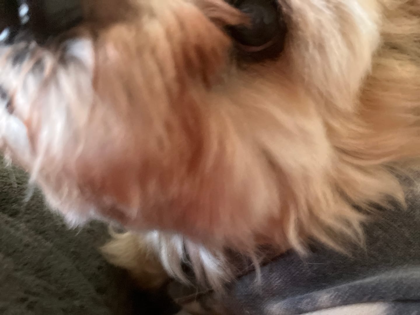 Customer photo review of Dog Bark Silencer