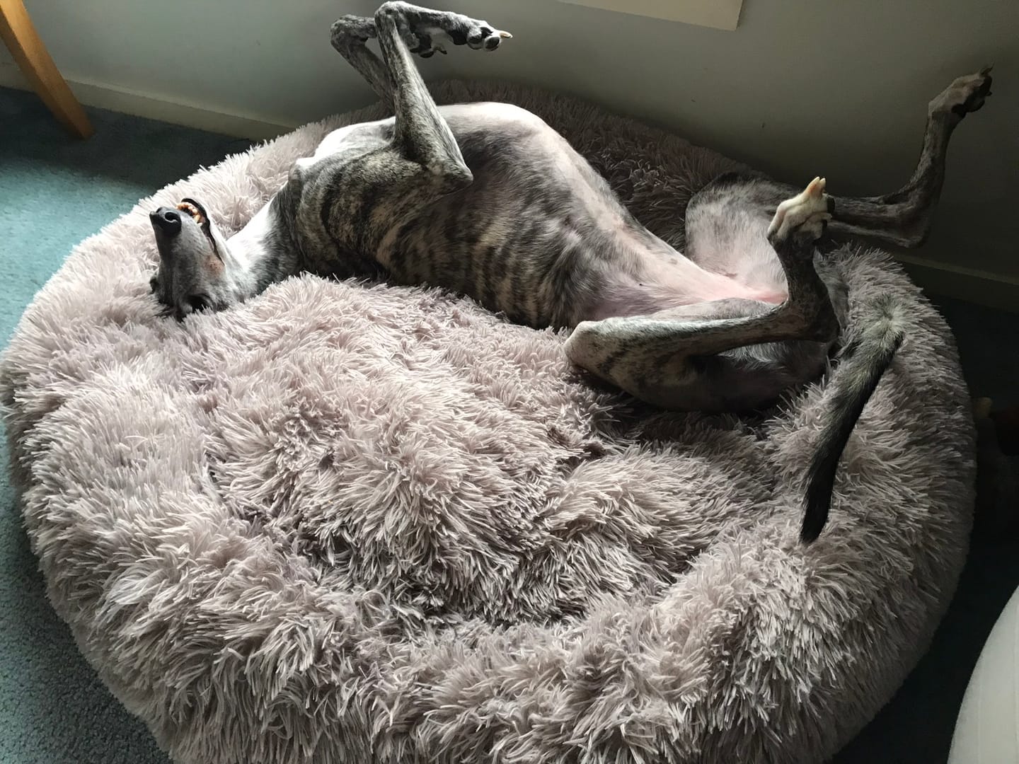 Customer photo review of Calming Dog Bed