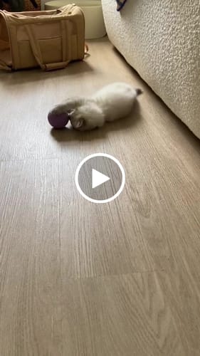 Customer video review of Large Wool Ball Set (2)