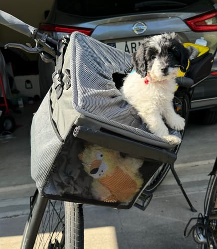 Customer photo review of All In One Pet Carrier Bag | Dog Bike Basket | Backpack for Dogs & Cats | Car Booster Seat