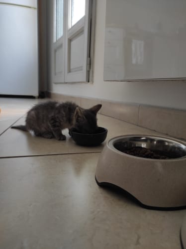 Avis photo d'un client sur Pâtée Chaton Sans Céréales - Truite
