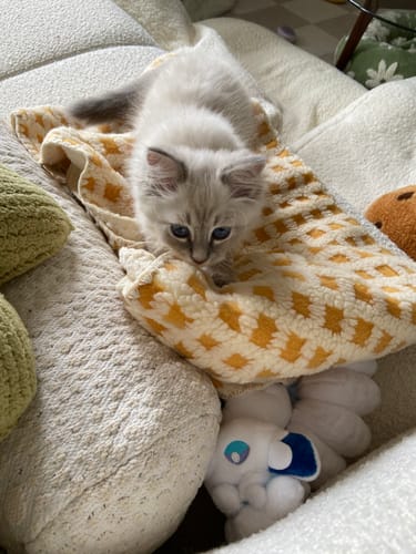 Customer photo review of Waffle Puff Blanket
