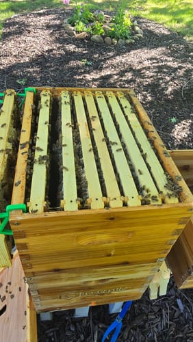 Customer photo review of BeeCastle Logo Free 8 Frame Beeswax Coated Unassembled Beehive:2 Deep Cedar Wood Bee Boxes, 1 Medium Cedar Wood Bee Box for Superior Beekeeping.