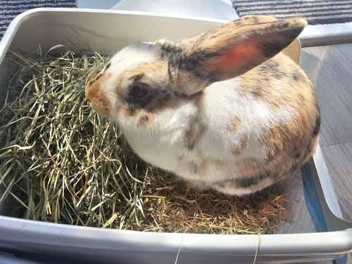 Customer photo review of Orchard Hay Box