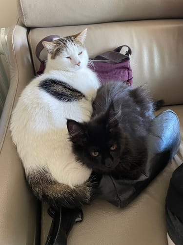 Avis photo d'un client sur Croquettes Chat Stérilisé Sans Céréales - Saumon